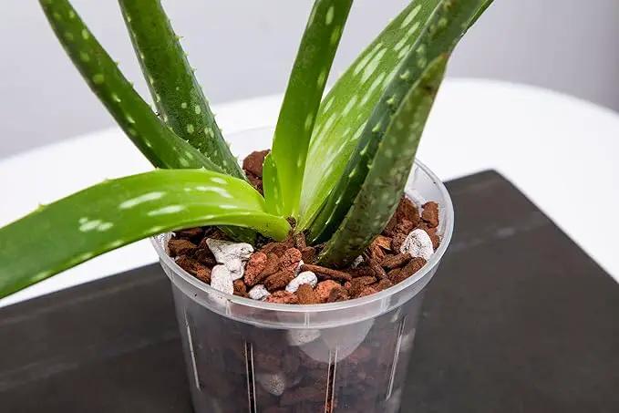 rePotme 8 inch Orchid Pot with Holes - 3 Pack of Slotted Orchid Pots (Crystal Clear) - All Purpose Planter for All Indoor Plants by GreenHaven Gardens