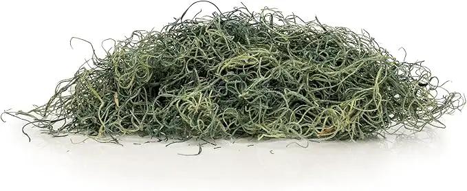 Premium Spanish Moss in Basil| Natural Preserved - Great Ground Cover - Filler for Potted Plants - by GARDENERA - 5 Quart Bag by GreenHaven Gardens