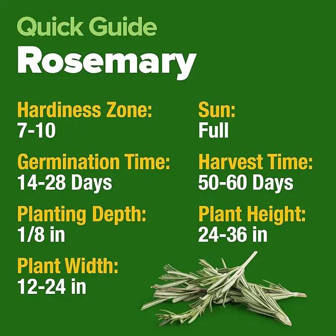 HOME GROWN Rosemary Seeds Pack - 300 High Germinating 𝗡𝗢𝗡-𝗚𝗠𝗢, 𝗨𝗦𝗔-𝗦𝗢𝗨𝗥𝗖𝗘𝗗 Heirloom Herb Seeds for Planting in Indoor or Outdoor Herb Gardens (Salvia rosmarinus) by GreenHaven Gardens