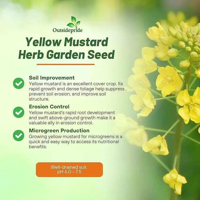 Outsidepride Yellow Mustard Seeds - 10000 Pcs Nutrient-Rich, Flavorful Annual Microgreen Seeds for Planting, Easy-to-Grow, Ideal for Indoor & Outdoor Cultivation, Soil & Hydroponic Systems by GreenHaven Gardens