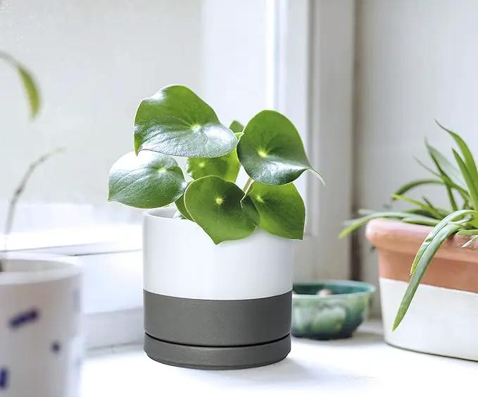 D'vine Dev Set of 2 Plants Pots, 4.6 Inch Ceramic Planter Pot for Plants with Drainage Hole and Saucer, White/Speckled Grey, 94-V-B-6 by GreenHaven Gardens