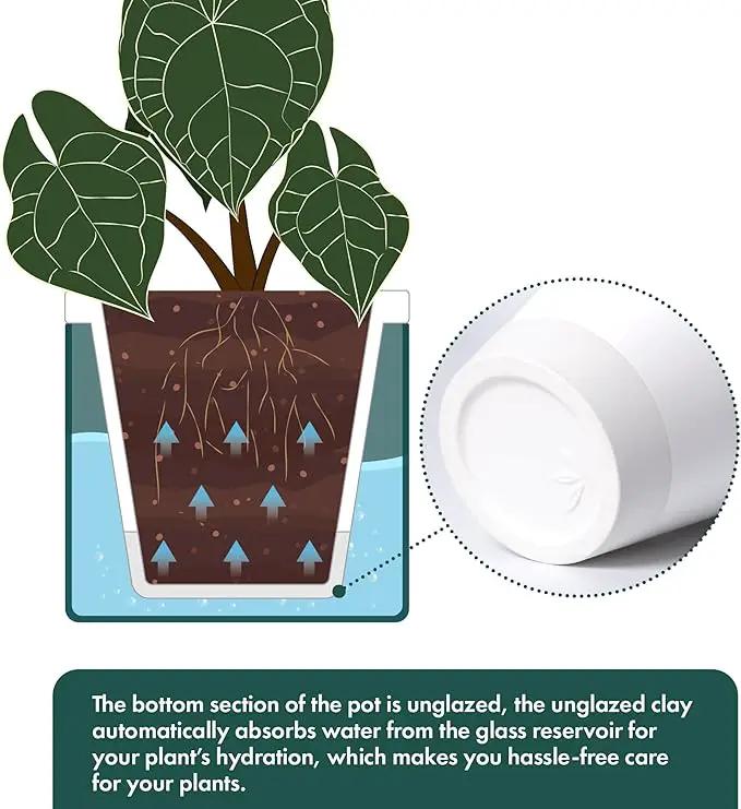 D'vine Dev 6 Inch Design Self Watering Planter for Indoor Plants, White Terracotta Pot with Teal Cylinder Glass Cup, Set of 2, 37-Y-B-5 by GreenHaven Gardens