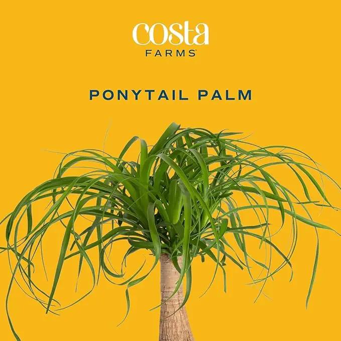Costa Farms Ponytail Palm Bonsai, Easy to Grow Live Indoor Plant in Indoors Garden Planter Pot, Air Purifying Houseplant, Housewarming, Birthday Gift, Office, Home, and Room Décor, 1 Foot Tall by GreenHaven Gardens