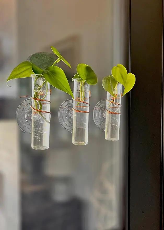 The Little Window Propagator | Window Propagation Station with Removable Glass Tubes, Indoor Plant Clippings, Cut Flowers, Herbs, Succulents | Home Decor | Plant Lover Gift (3)