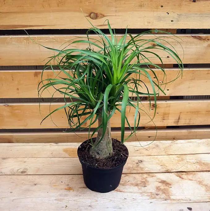 Ponytail Palm - Live Plant in a 6 Inch Growers Pot - Beaucarnea Recurvata - Beautiful Clean Air Indoor Succulent Houseplant by GreenHaven Gardens