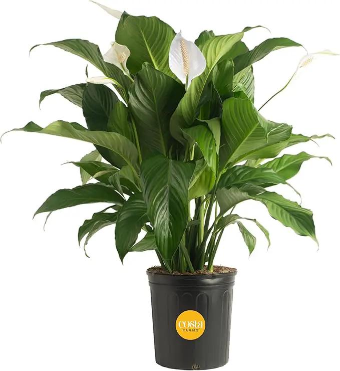 Costa Farms Spathiphyllum Peace Lily Live Indoor Plant, 3-Foot by GreenHaven Gardens