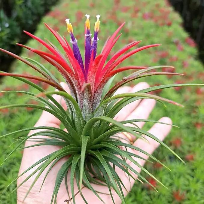 Red Tillandsia Air Plants Live, Set 20 Live Plant, Tillandsia Plants, Succulents Plant Live, Indoor and Outdoor House Plant by GreenHaven Gardens