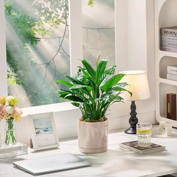 vancasso Ceramic Plant Pots, 3 Piece Planters for Indoor Plants, 4.25+5.25+6.25 Inch Flower Pots with Drainage, Plant Pots Indoor for Succulent, Pothos, Snake Plant and Money Tree, Etc (Gray) by GreenHaven Gardens