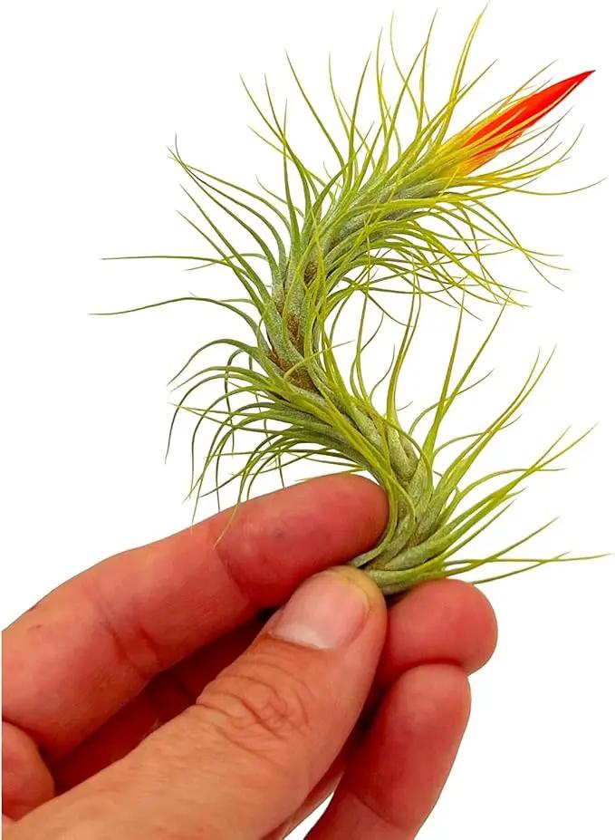 Air Plants - Tillandsia Funckiana Hybrid, Large 5-7" - 5ct - Live Arrival Guaranteed - House Plants for Home Decor & Gift by GreenHaven Gardens