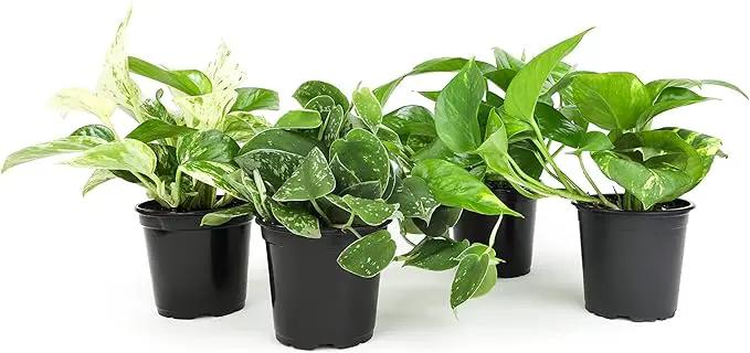 Altman Plants Live Succulents (20 Pack) & Live Pothos Plants (4PK) Indoor House Plants by GreenHaven Gardens