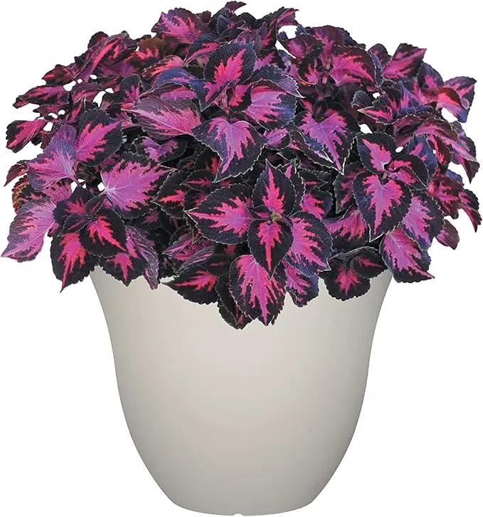 Classic Home and Garden Honeysuckle Resin Flower Pot Planter, White Vanilla, 13" by GreenHaven Gardens
