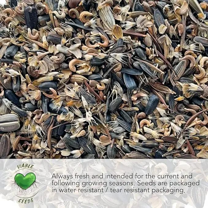 Seed Needs, Italian Herb Seed Packet Collection (5 Individual Seed Varieties for Planting) Non-GMO & Untreated - Oregano, Basil, Rosemary, Sage and Parsley by GreenHaven Gardens
