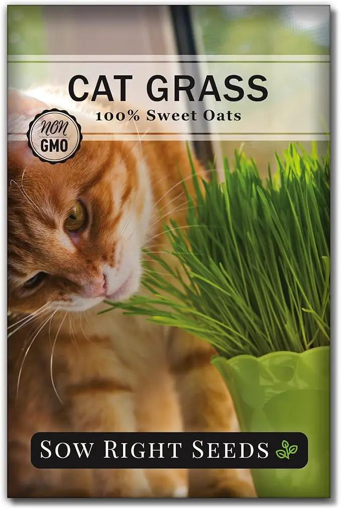 Sow Right Seeds - Cat Grass Seeds for Planting - 100% Sweet Oats - Non-GMO Heirloom Healthy Greens for Cats and Dogs - Easy to Grow - Safe & Natural Indoor Use - Ideal for Pet Lovers by GreenHaven Gardens