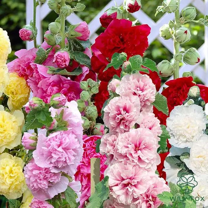 Premium Rare Hollyhock Seeds – 400+ Double Hollyhock Flower Seeds – Non-GMO, Heirloom Perennial – Showy Blooms for Outdoor Planting (Double Hollyhock Mix) by GreenHaven Gardens