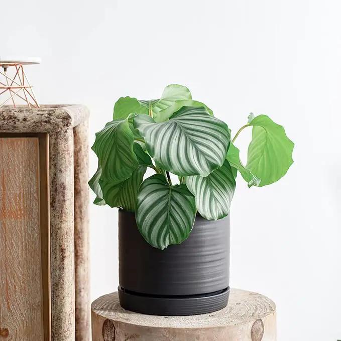 8 Inch Pots for Plants, Ceramic Planter Pot with Drainage Hole & Saucer, Indoor/Outdoor Cylinder Round Planter Pot, Matte Black by GreenHaven Gardens