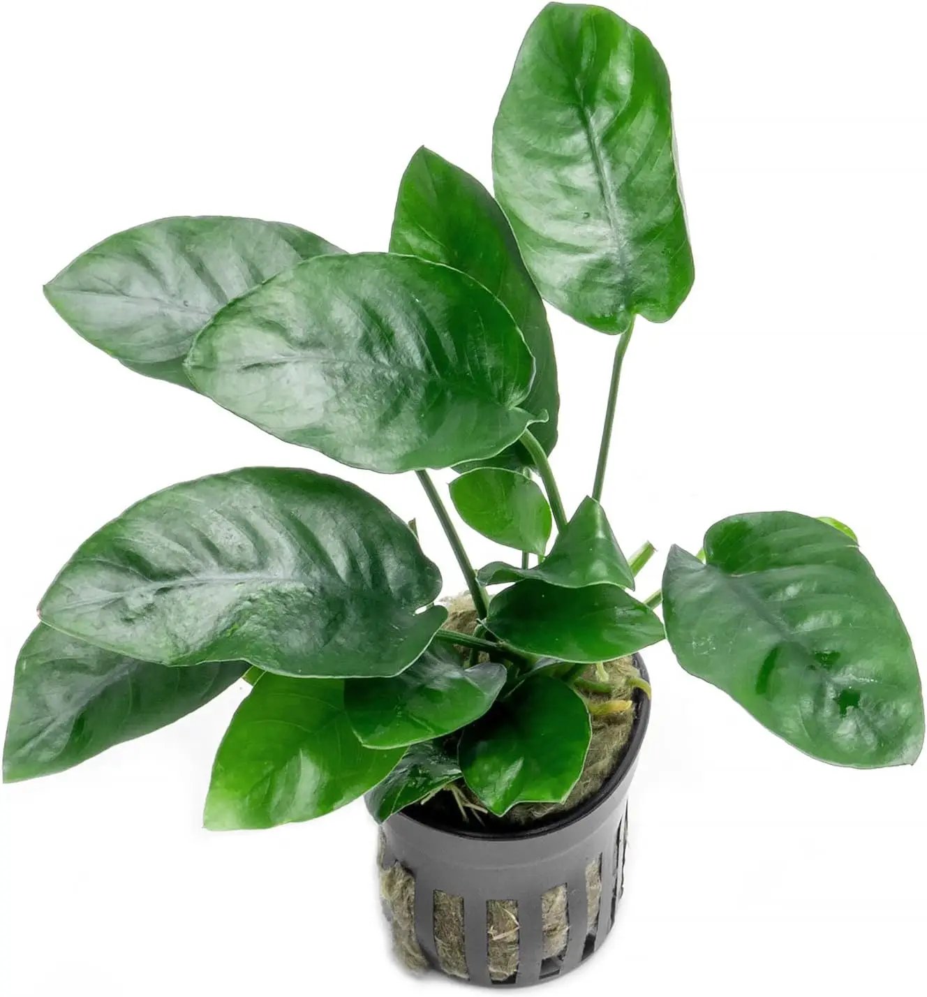 Anubias Live Aquarium Plants - Potted Freshwater Plant for Fish Tanks, Terrariums - Beginner Friendly Low Light (Nana, 3 Pots) by GreenHaven Gardens