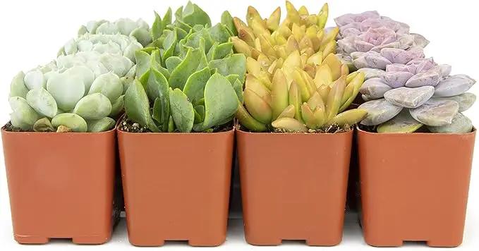 Succulents Plants Live (20PK) Potted Succulent Plants Live House Plants, Cactus Plants Live Plants Indoor Plants Live Houseplants, Indoor Plant Succulents Live Plant House Plant by Plants for Pets by GreenHaven Gardens