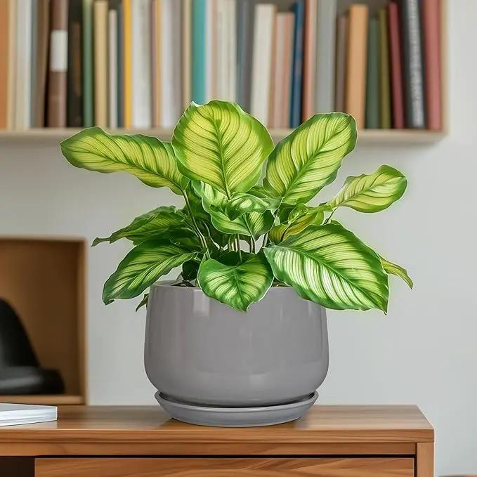 G EPGardening Ceramic Pot for Plants - Modern 6 Inch Round Planter Indoor with Drainage and Tray for Indoor Outdoor Flower, Patio Decor, Teacher Gifts, Grey by GreenHaven Gardens