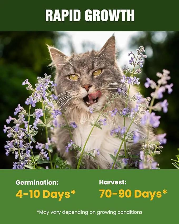 Organic Cat Grass & Catnip Seeds Kit – 3 Pack Oat & Barley Grass for Indoor Cats – Fast 7-Day Growth, High Germination, Hairball Control & Play – Pet-Safe Planting Set by GreenHaven Gardens