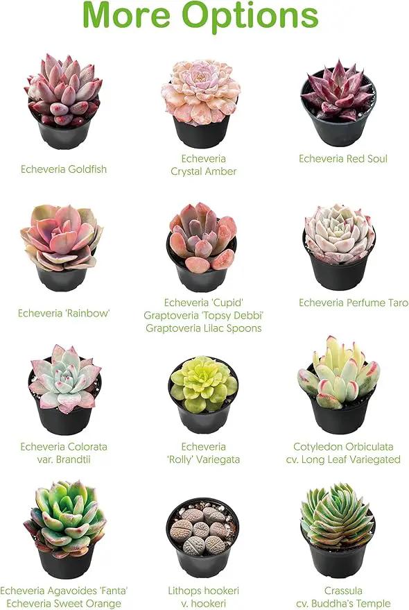 Live Succulent Echeveria 'Mottled Deer', Approx 2-inch Large, Potted Succulents, Fully Rooted, Easy Care House Plants by GreenHaven Gardens