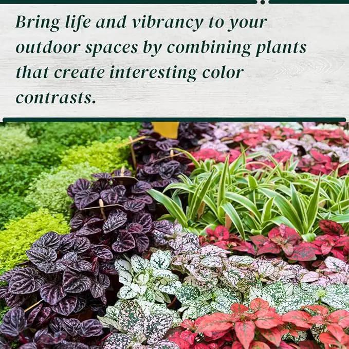 Polka Dot Plant (4-Pack) - Live Houseplants, Small Indoor Plants, Hypoestes Red - Colorful, Air-Purifying House Plants by GreenHaven Gardens
