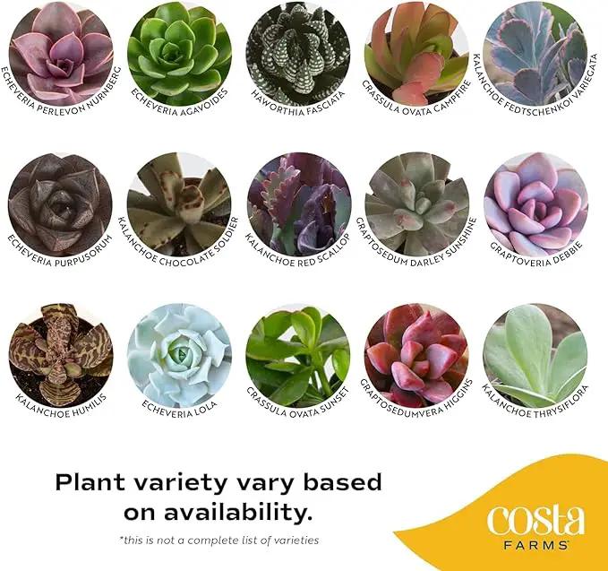 Costa Farms Succulent Plant, Live Indoor Mini Succulent Plant in Hanging Basket Succulents Plant Pot, Potting Soil Mix, Grower's Choice, Easy Grow Houseplant, Home and Room Decor, 2-Inches Tall by GreenHaven Gardens