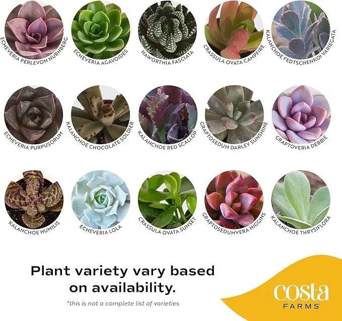 Costa Farms Succulents (6 Pack), Live Mini Succulent Plants, Grower's Choice Live Houseplants, Potted in Nursery Plant Pots, Potting Soil, Gift for Bulk Baby Shower, Bridal Shower, DIY Room Decor by GreenHaven Gardens