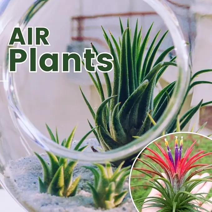 Air Plants Live, 10 Red Tillandsia Air Plants Live Houseplants for Growing Indoors Outdoors, 2 to 3 Inches Tall, Tillandsia Plants Live, Live Air Plants by GreenHaven Gardens