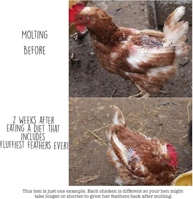 Pampered Chicken Mama Molting Supplement for Chickens: Fluffiest Feathers Ever Backyard Chicken Feed and Supplies for Hens (2 pounds) by GreenHaven Gardens