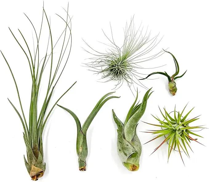 Air Plants - Tillandsia Variety Pack, Regular 1-3" - 6ct - Live Arrival Guaranteed - House Plants for Home Decor & Gift by GreenHaven Gardens