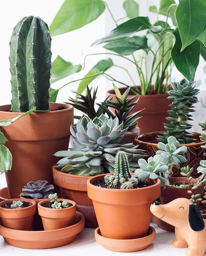 Terracotta Pots 6 Inch (4 Pack), Clay Pots for Plants with Drainage Hole and Saucer, Flower Pot with Tray, Large Terracotta Pot for Indoor Outdoor Plant by GreenHaven Gardens