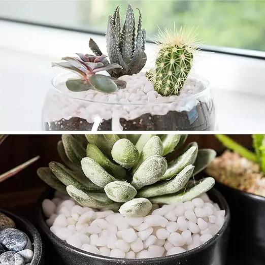 10 lbs White Garden Pebbles for Plants, 3/8" Small Plant Rocks for Pots Indoor, Decorative Pea Gravel for Succulents, Bamboo, Terrarium, Landscaping, Garden by GreenHaven Gardens