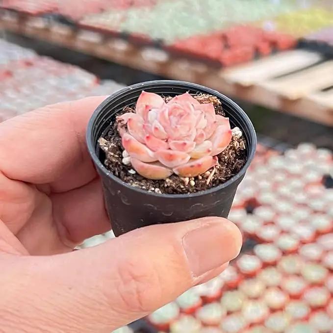 2" Rare Succulent Echeveria 'ICY Lau i' Sugar Heart, Live Succulents Plants Fully Rooted in Grower Pots, Unique Gift for Wedding Favor, Party Favor by GreenHaven Gardens