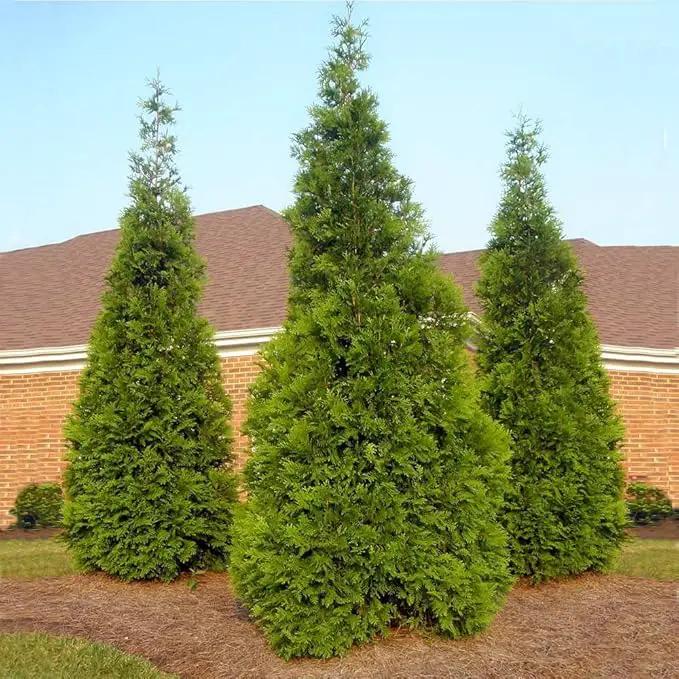 Brighter Blooms - Thuja Green Giant, 5-6 Feet - Live Plant - No Shipping to AK, AZ, HI, OR by GreenHaven Gardens