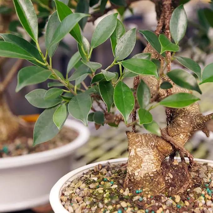 Brussel's Bonsai Live Golden Gate Ficus Indoor Bonsai Tree - Large, 10 Years, 16 to 20 In - Live Bonsai Tree in Ceramic Bonsai Pot by GreenHaven Gardens