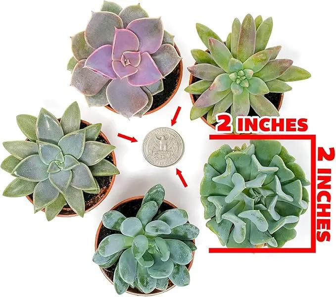 Succulents Plants Live (20PK) Potted Succulent Plants Live House Plants, Cactus Plants Live Plants Indoor Plants Live Houseplants, Indoor Plant Succulents Live Plant House Plant by Plants for Pets by GreenHaven Gardens