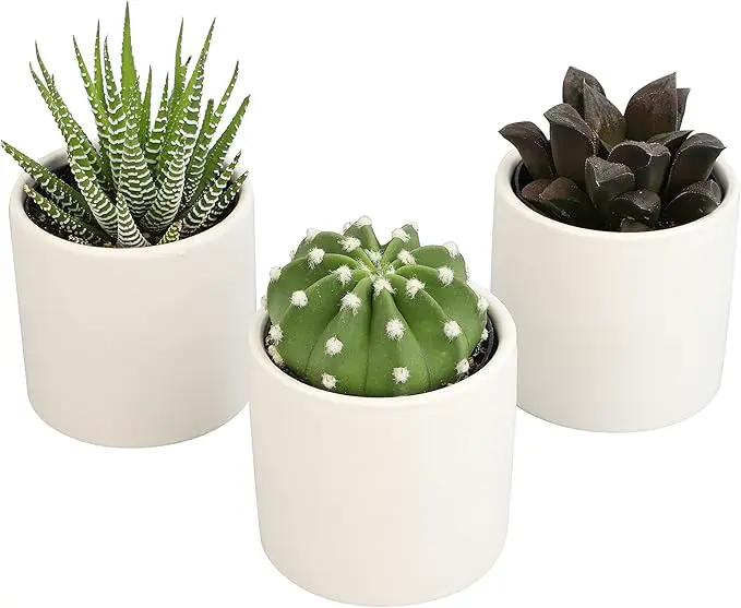 Plants for Pets Live Low Light House Plants in Ceramic Succulent Pots (3 Pack), Gasteria Succulent Plant and Cactus Plants Live with Potting Soil, Haworthia Succulents for Indoor Growing Home Décor by GreenHaven Gardens