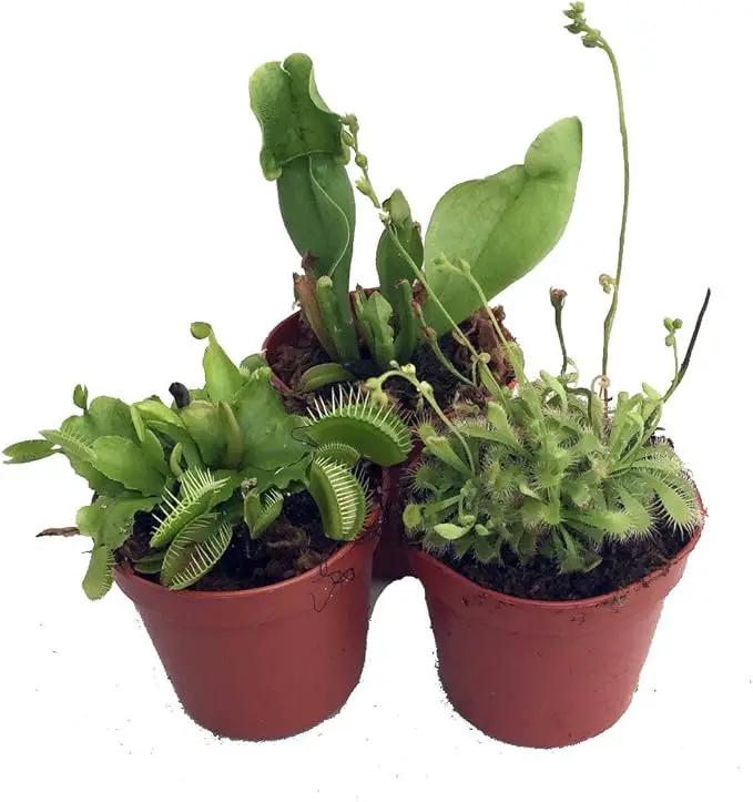 Carnivorous Terrarium Plants - Assortment of 3 Plants in 2" Pots by GreenHaven Gardens