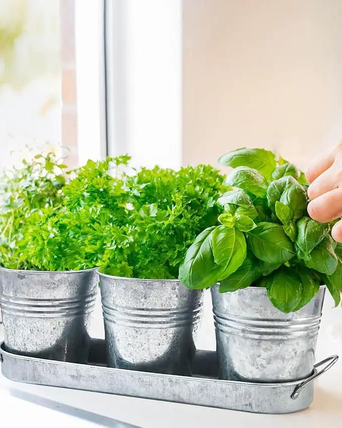 vensovo Indoor Herb Planter Set - Galvanized Windowsill Garden Pots with Tray & Drainage, Set of 3 Metal Window Planters for Kitchen & Outdoor Use, Silver by GreenHaven Gardens