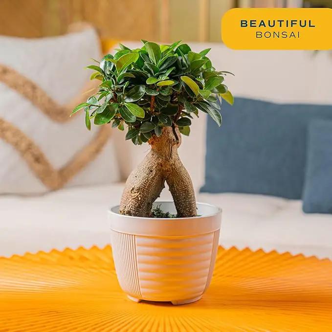 Costa Farms Mini Bonsai Live Indoor Tree, Grower's Choice, 1-Year Old, Potted in Indoor Planter Plant Pot, Tabletop Office and Home Décor, 10-Inches Tall by GreenHaven Gardens