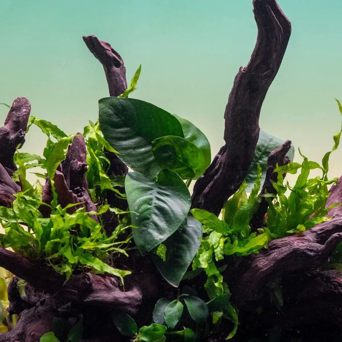 Anubias Live Aquarium Plants - Potted Freshwater Plant for Fish Tanks, Terrariums - Beginner Friendly Low Light (Barteri Butterfly, 1 Pot) by GreenHaven Gardens