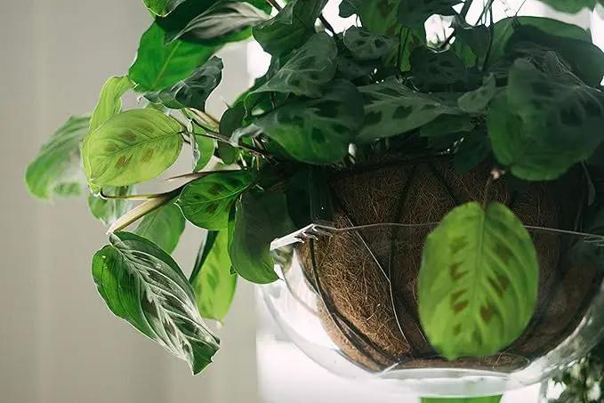 Curtis Wagner Plastics Wire Coco Hanging Basket Drip Pans (5-Pack) | Clear, Round (12” - 14" Top, 3.75" Depth) Hanging Plant Tray Saucer with Built-in Hooks & Water Catcher for Indoor & Outdoor by GreenHaven Gardens