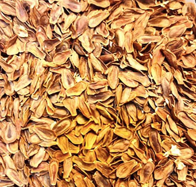 Blood Flower Milkweed Seeds - Food and Host Plant for Monarch Butterflies… by GreenHaven Gardens