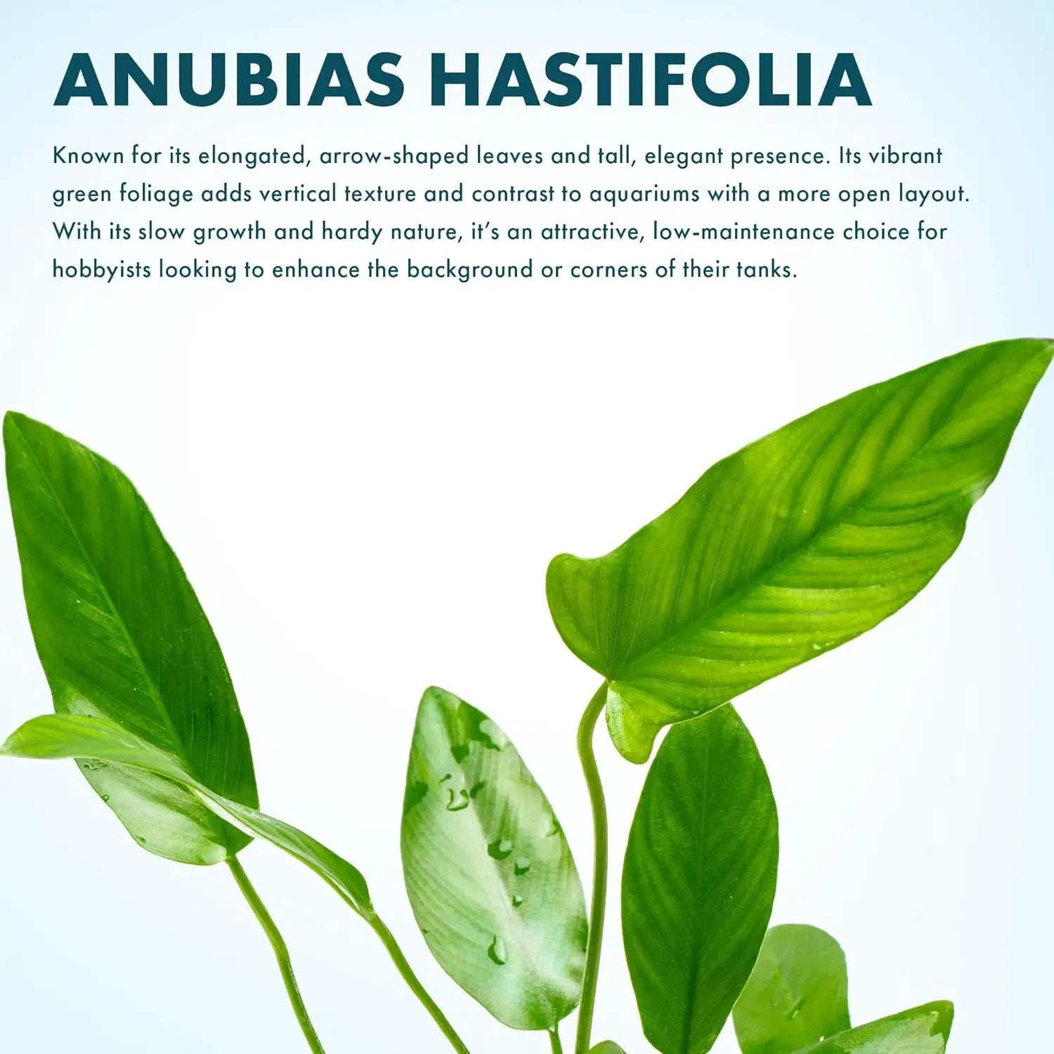 Live Plants – Anubias Hastifolia (Anubias hastifolia) – Low to Moderate Light, Medium to Dark Green Arrow-Shaped Leaves, Midground to Background Tank Placement - Pot, 3 Pack by GreenHaven Gardens