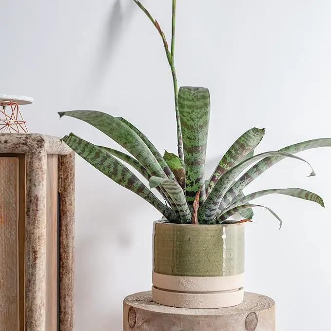 6 Inch Plant Pots, Ceramic Planter Pot with Drainage Hole & Saucer, Indoor/Outdoor Cylinder Round Planter Pot, Green & Beige by GreenHaven Gardens