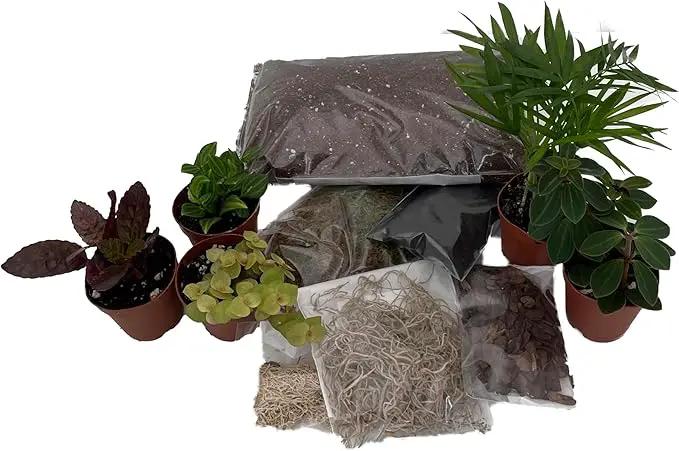 Hirt's Terrarium Kit with 5 Terrarium Plants in 2" Pots by GreenHaven Gardens