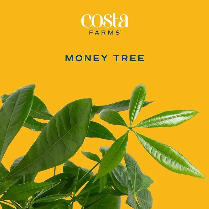 Costa Farms Money Tree, Small Easy to Grow Live Indoor Plant, Live Houseplant in Indoor Plant Pot, Bonsai Potted in Potting Soil, Birthday, Housewarming, Tabletop and Office Home Decor, 10-Inches Tall by GreenHaven Gardens
