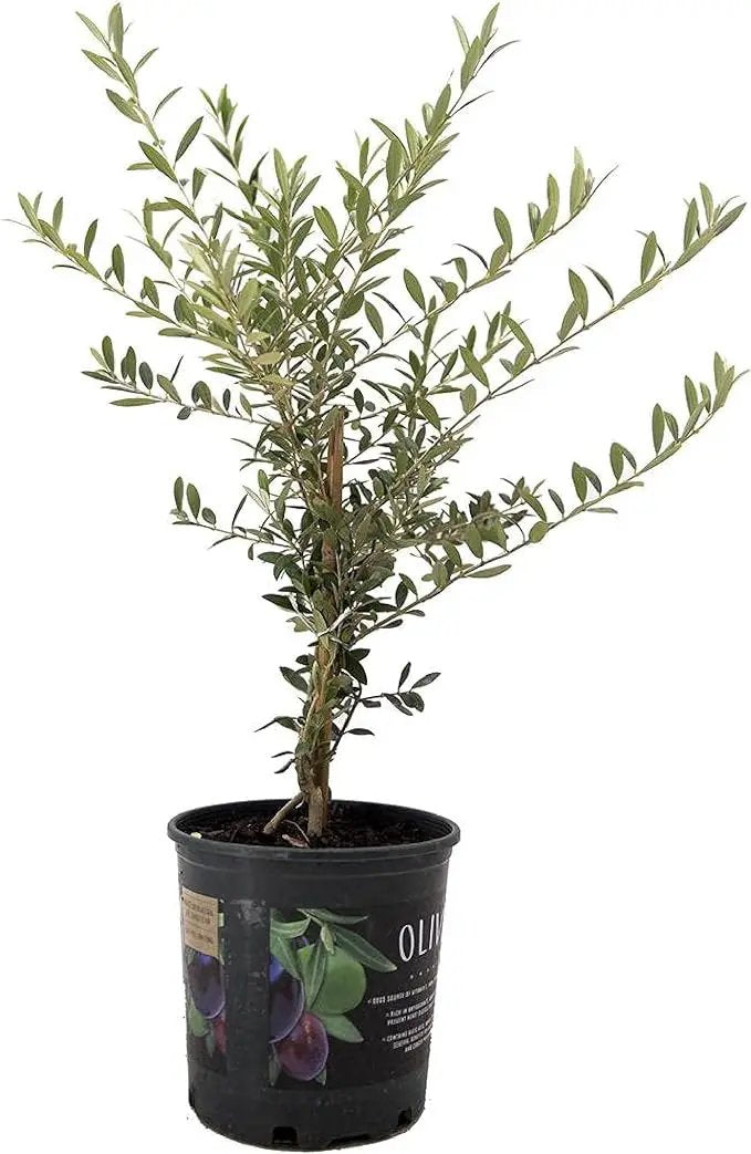 American Plant Exchange Live Olive Tree, Arbequina – Real Fruiting, Edible Indoor/Outdoor Houseplant – Medium 7.5-Inch Pot, Perfect for Home, Office, Patio & Garden Décor by GreenHaven Gardens