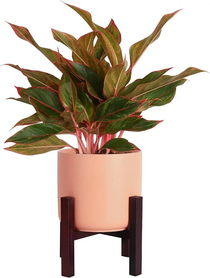 Costa Farms Red Chinese Evergreen Live Indoor Plant, Easy Care Houseplant in Modern Decor Planter, Excellent Housewarming Gift, Unique Home Decor, Room Décor, 15-Inches Tall by GreenHaven Gardens
