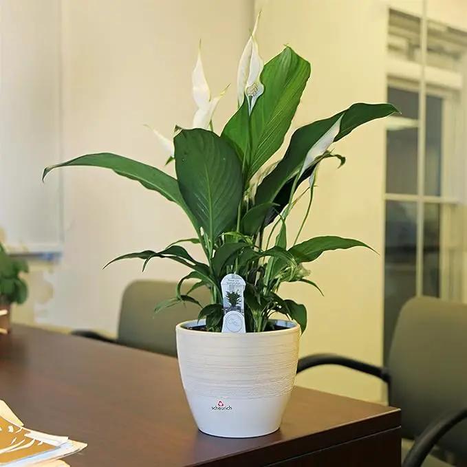 Costa Farms Spathiphyllum Peace Lily Live Indoor Plant in in Premium Scheurich Ceramic Planter, 15-Inch by GreenHaven Gardens